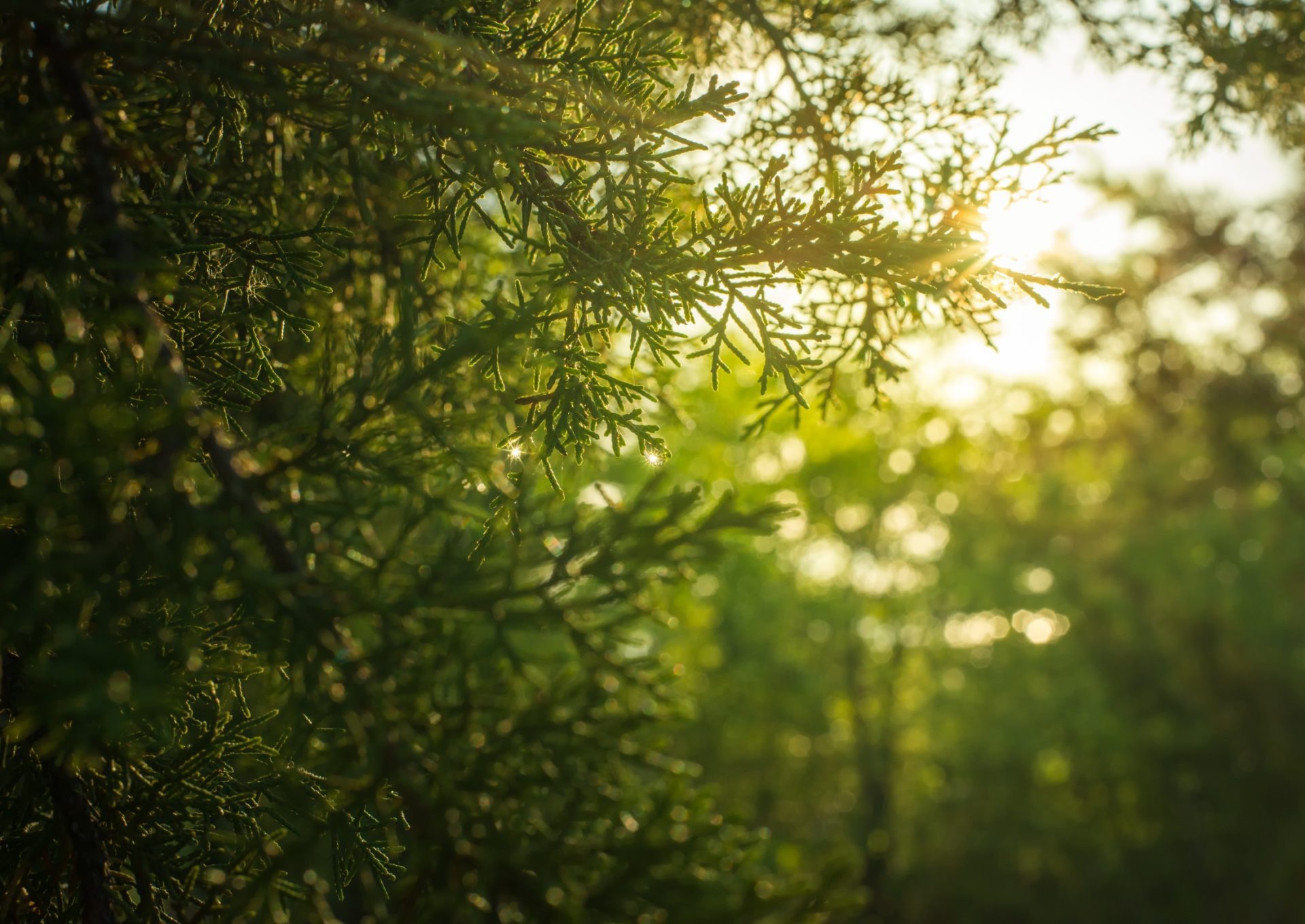 tree branches